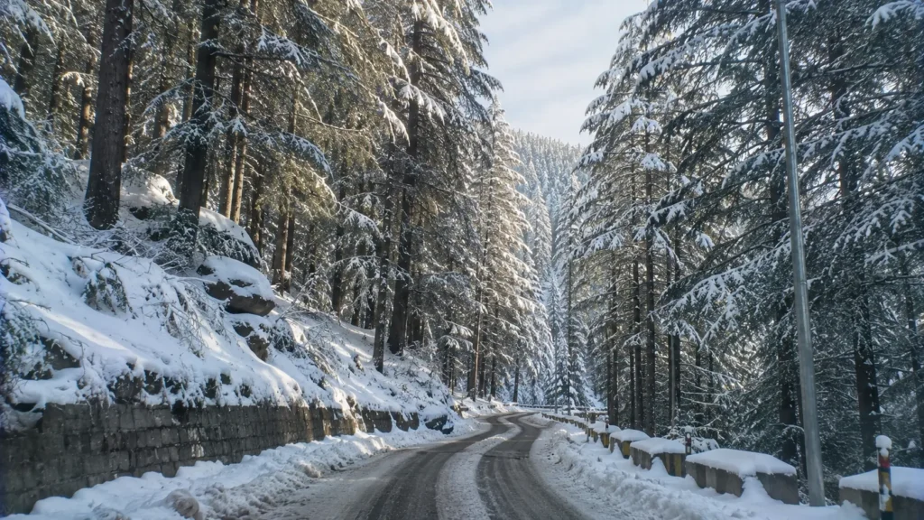 Scenic snowy pine and deodar forest runs in Kufri near Shimla