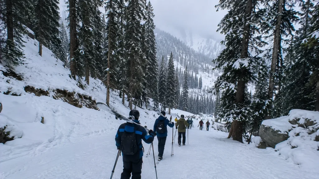 Scenic winter pine forest surrounding Solang Valley ski slopes